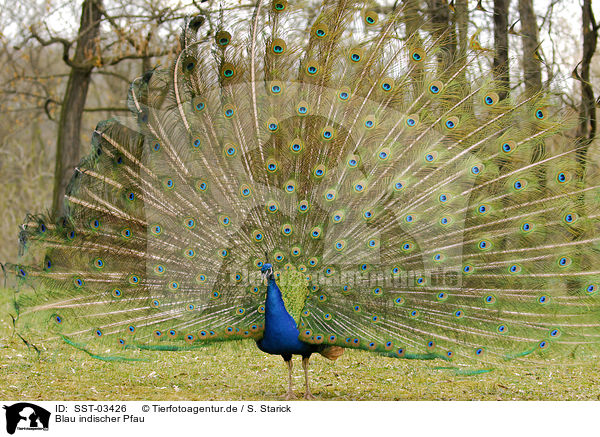 Blau indischer Pfau / peacock / SST-03426