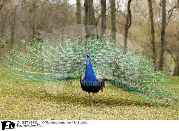 Blau indischer Pfau / peacock / SST-03432