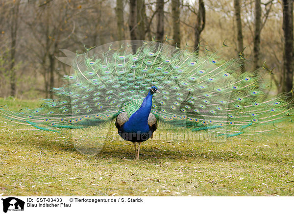 Blau indischer Pfau / peacock / SST-03433