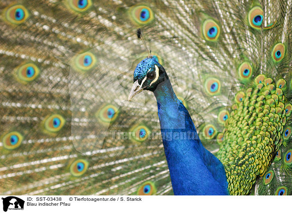 Blau indischer Pfau / peacock / SST-03438