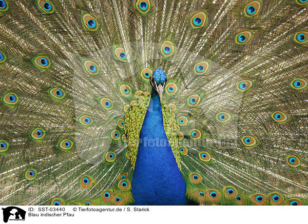 Blau indischer Pfau / peacock / SST-03440