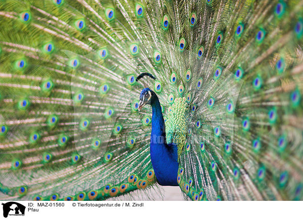 Pfau / blue peafowl / MAZ-01560