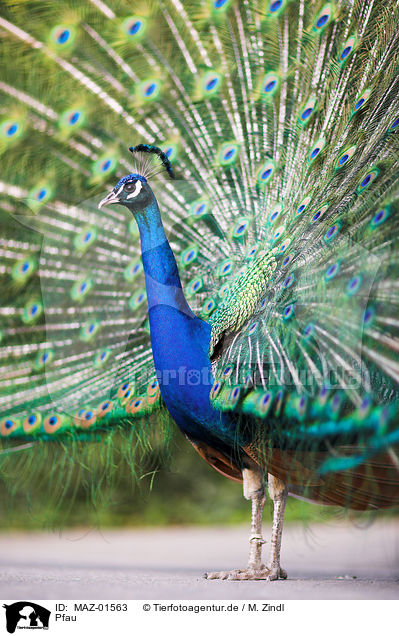 Pfau / blue peafowl / MAZ-01563