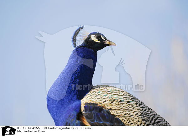 blau indischer Pfau / peafowl / SST-04155