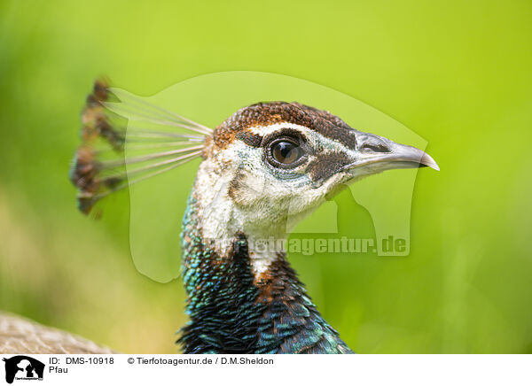 Pfau / DMS-10918