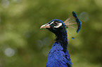 Pfau im Portrait