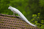 Pfau