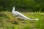 Pfau