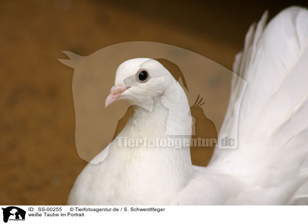 weie Taube im Portrait / portrait of a white pigeon / SS-00255