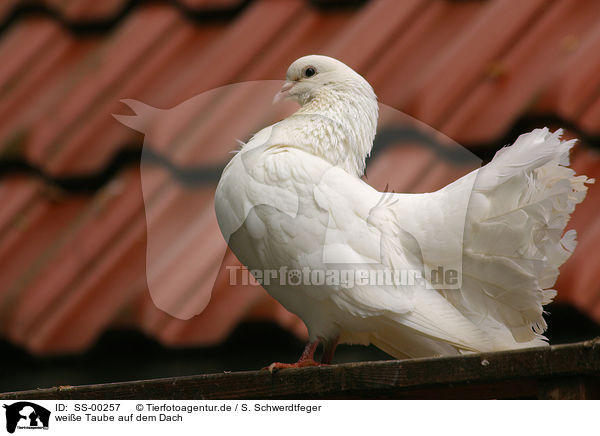 weie Taube auf dem Dach / white pigeon on the roof / SS-00257