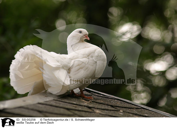 weie Taube auf dem Dach / white pigeon on the roof / SS-00258