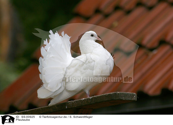Pfautaube / fantail pigeon / SS-00925