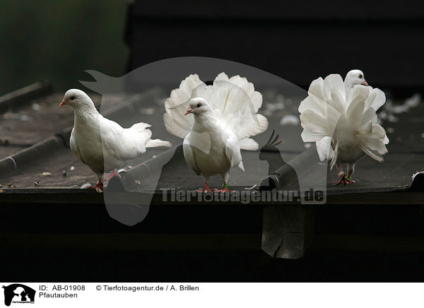 Pfautauben / fantail pigeons / AB-01908