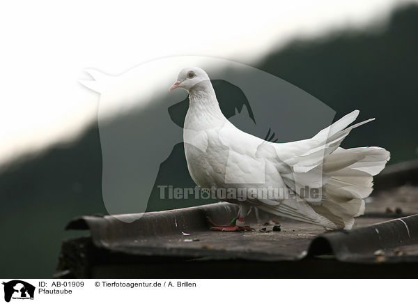 Pfautaube / fantail pigeon / AB-01909