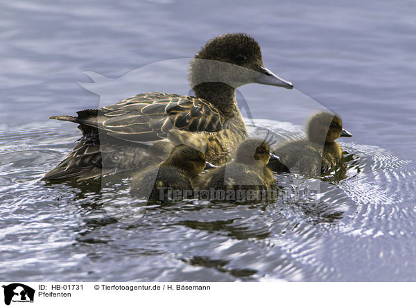 Pfeifenten / Eurasian wigeons / HB-01731