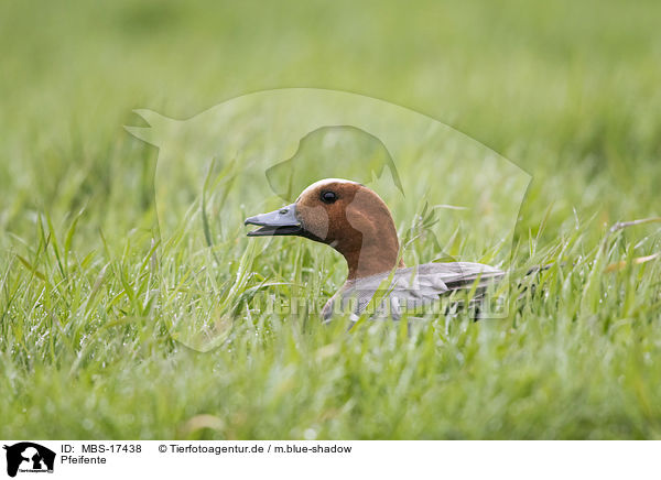 Pfeifente / eurasian wigeon / MBS-17438