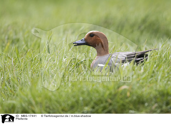 Pfeifente / eurasian wigeon / MBS-17441