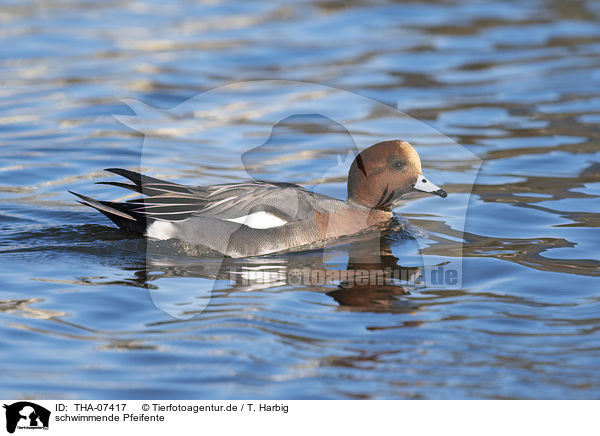 schwimmende Pfeifente / THA-07417