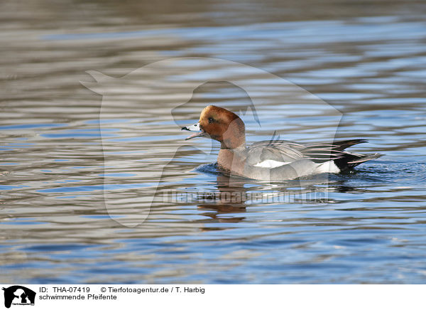schwimmende Pfeifente / swimming Eurasian Wigeon / THA-07419