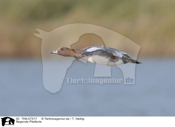 fliegende Pfeifente / flying Eurasian Wigeon / THA-07517