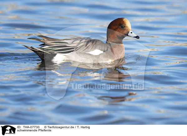 schwimmende Pfeifente / swimming Eurasian Wigeon / THA-07730
