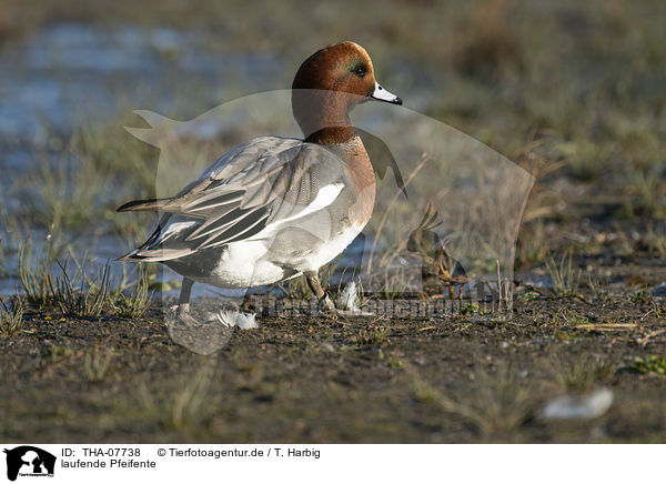 laufende Pfeifente / walking Eurasian Wigeon / THA-07738