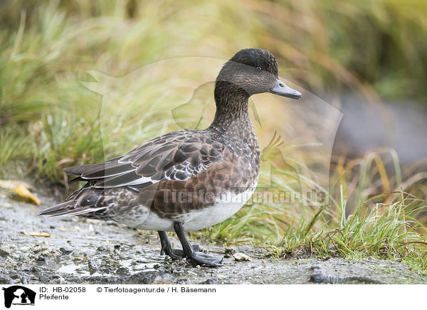 Pfeifente / HB-02058