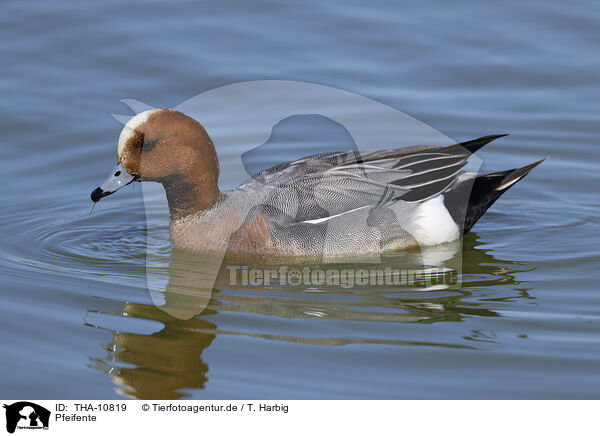 Pfeifente / eurasian wigeon / THA-10819