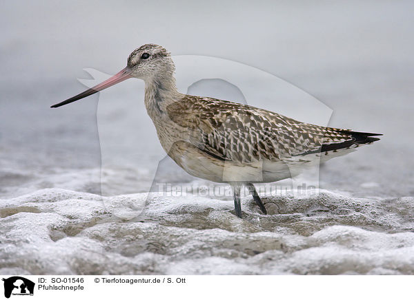 Pfuhlschnepfe / bar-tailed godwit / SO-01546