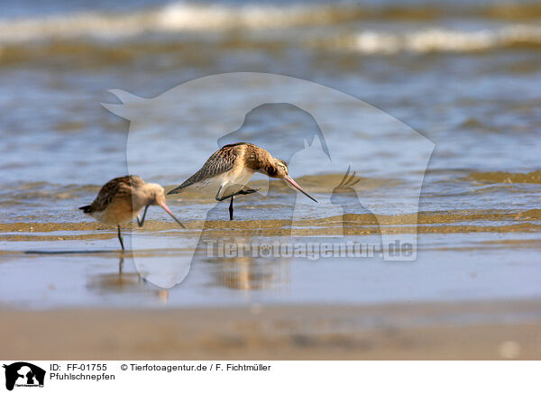 Pfuhlschnepfen / bar-tailed godwits / FF-01755