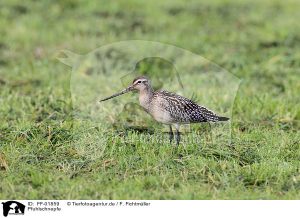 Pfuhlschnepfe / bar-tailed godwit / FF-01859