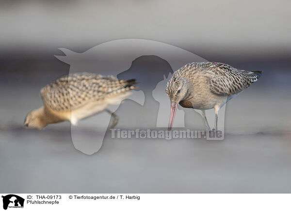 Pfuhlschnepfe / bar-tailed godwit / THA-09173