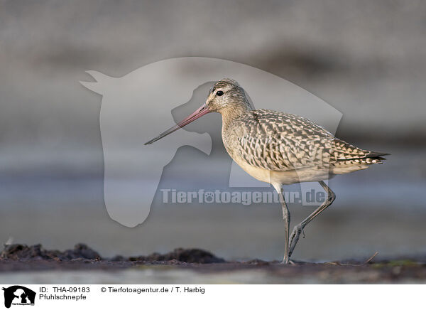 Pfuhlschnepfe / bar-tailed godwit / THA-09183