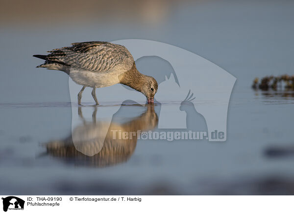 Pfuhlschnepfe / bar-tailed godwit / THA-09190