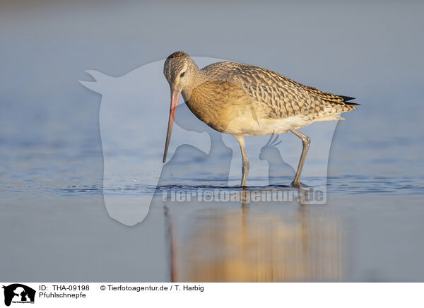 Pfuhlschnepfe / bar-tailed godwit / THA-09198