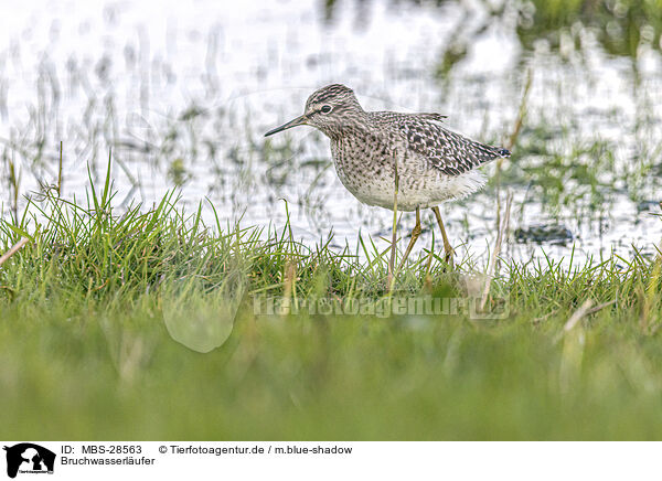 Bruchwasserlufer / MBS-28563