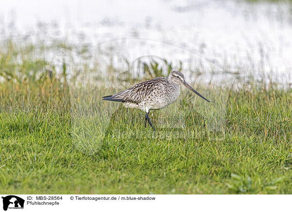 Pfuhlschnepfe / bar-tailed godwit / MBS-28564