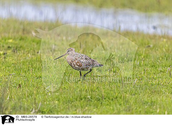 Pfuhlschnepfe / bar-tailed godwit / MBS-28578
