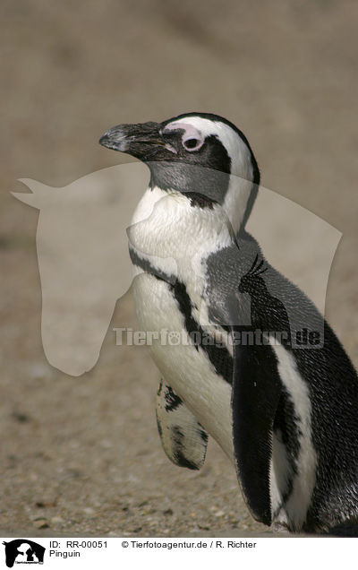 Pinguin / penguin / RR-00051