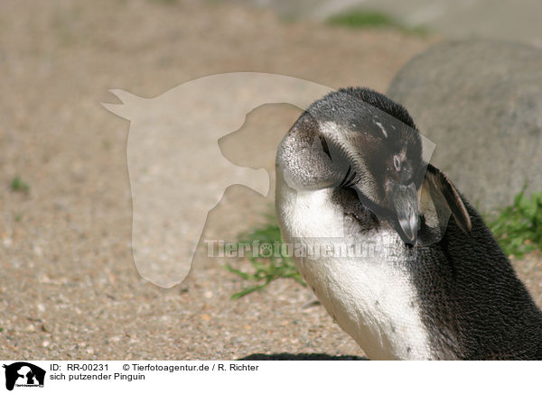 sich putzender Pinguin / RR-00231