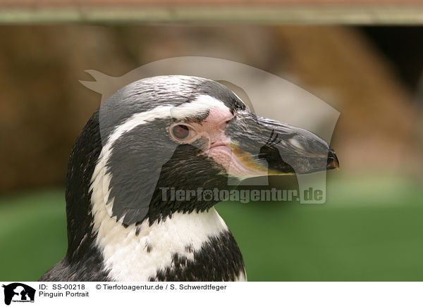 Pinguin Portrait / SS-00218