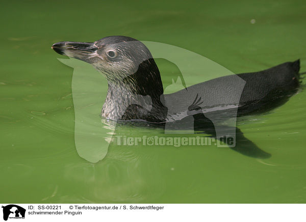 schwimmender Pinguin / SS-00221
