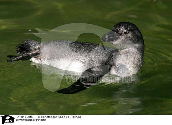 schwimmender Pinguin / IP-00688