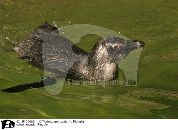 schwimmender Pinguin / swimming penguin / IP-00689