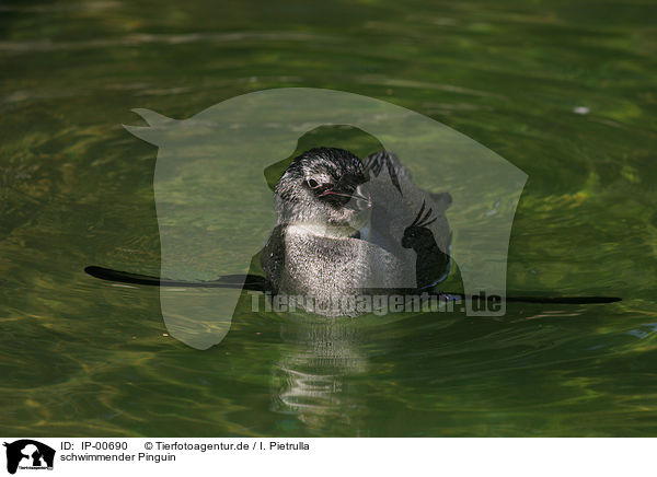 schwimmender Pinguin / IP-00690