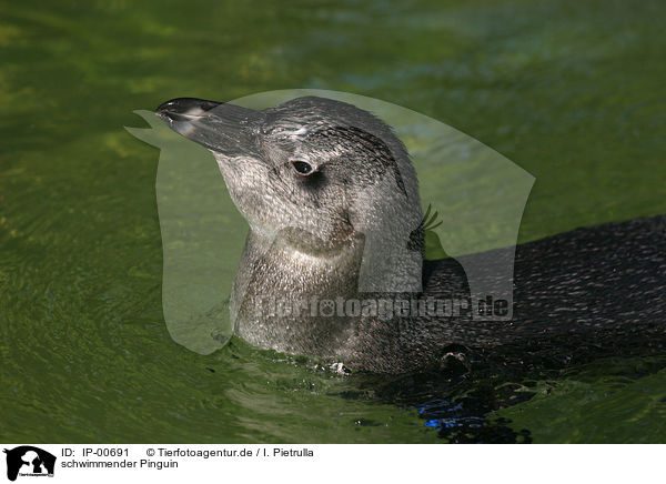 schwimmender Pinguin / IP-00691