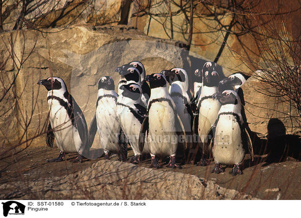 Pinguine / penguins / SST-01580