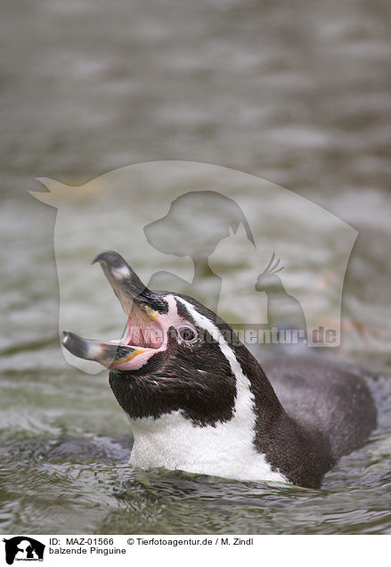 balzende Pinguine / penguins perform the courtship display / MAZ-01566