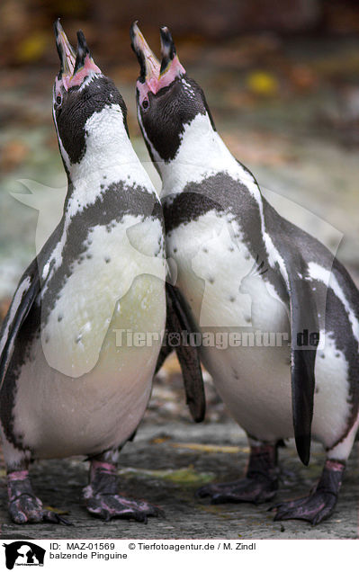 balzende Pinguine / penguins perform the courtship display / MAZ-01569