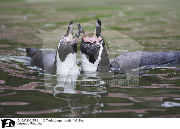 balzende Pinguine / penguins perform the courtship display / MAZ-01571